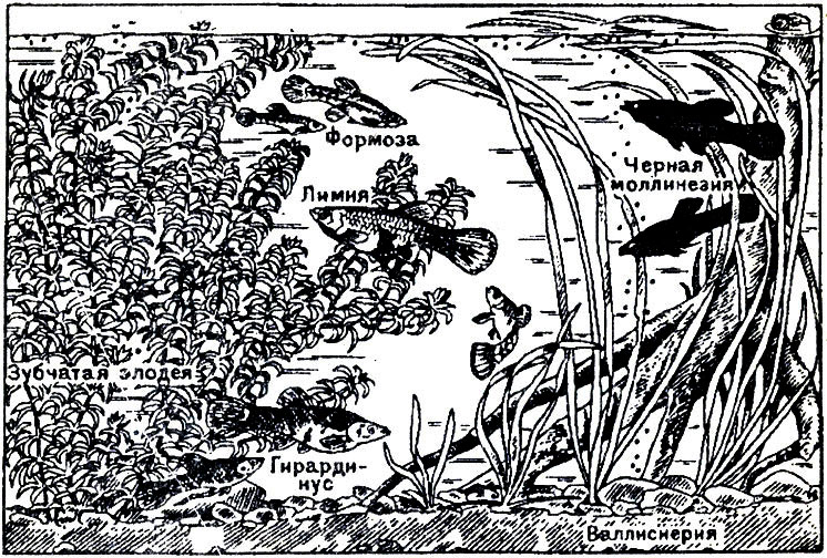 Аквариум для живородящих карпозубых (тепловодный)