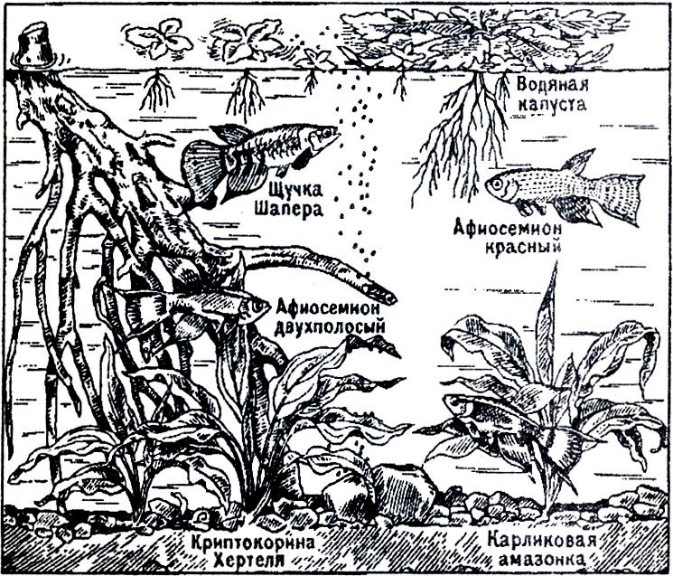 Аквариум для икромечущих карпозубых (тепловодный)