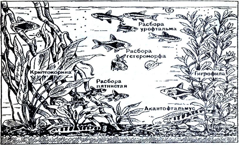 Аквариум для мелких карповых из южной азии (тепловодный)