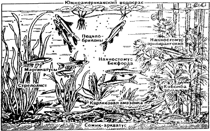 Аквариум для мелких карповых из южной азии (тепловодный)