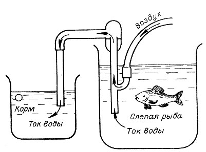 Рис. 13. Пещерные рыбки чувствуют присутствие корма даже против тока воды