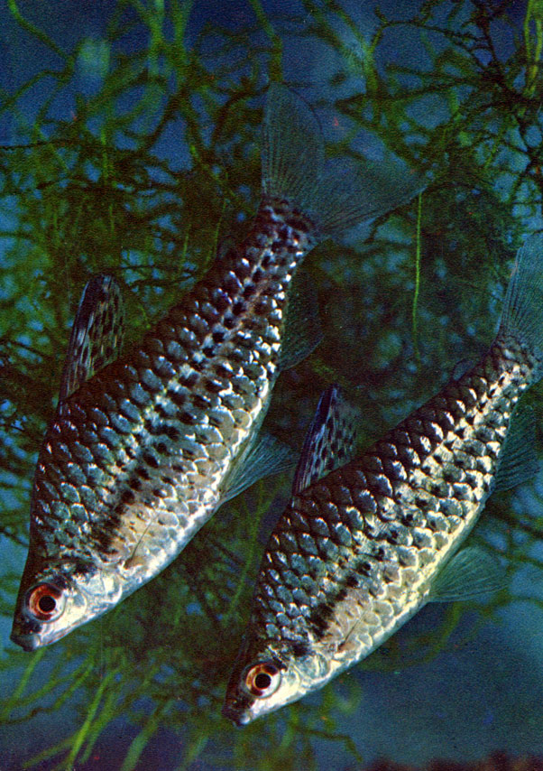 Хилодус (Chiloduspunctatus (Mullet; Troschel) Сем. Characinidae)