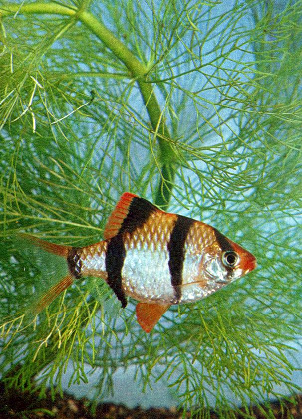 Барбус суматранский (Barbus tetrazona (Bleeker) Сем. Cyprinidae)