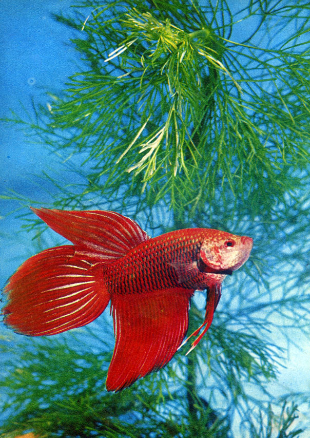 Петушок, бойцовая рыбка (Betta splendens (Regan) Сем. Anabantidae)