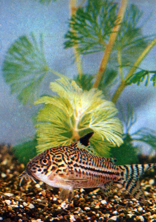 Леопардовый сомик (Corydoras julii (Steindachner) Сем. Calliehthuidae)