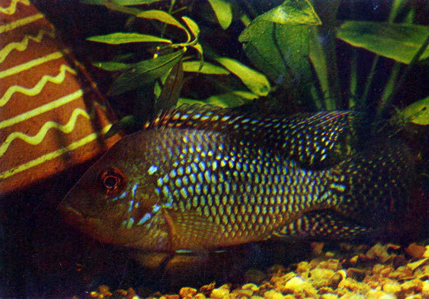 Бразильский геофагус Geophagus brasiliensis (Quoy et Gaimard, 1824)