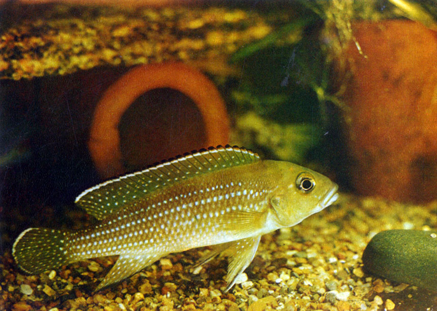 Перламутровый лампрологус Lamprologus tetracanthus (Bouknger, 1899)