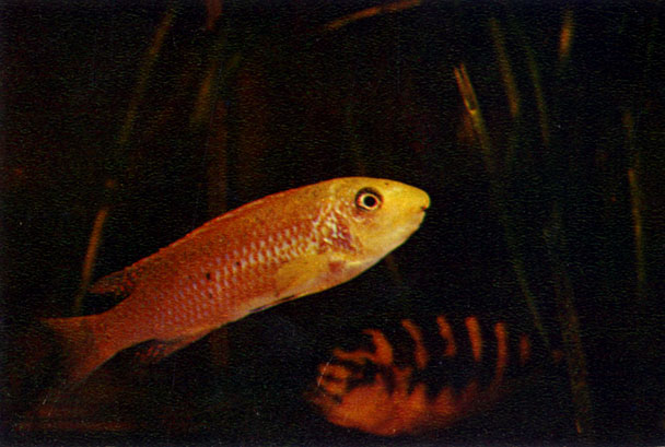 Простой лабеотрофеус Labeotropheus trewavasae (Fryer, 1956)