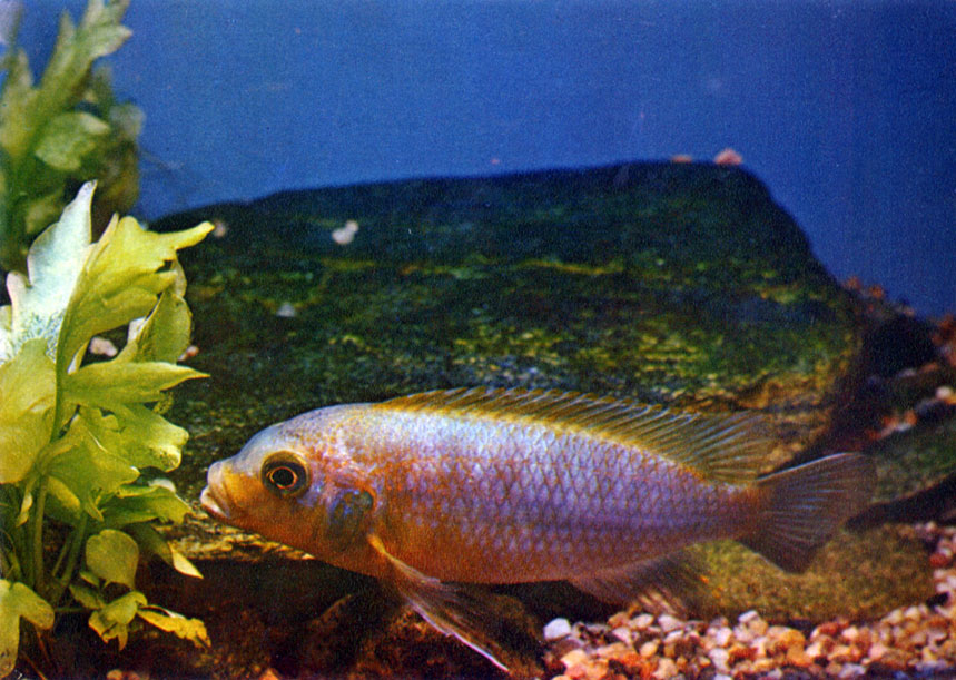 Сиреневый псевдотрофеус Pseudotropheus aurora (Burgess, 1976)