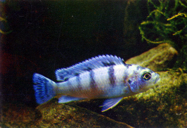 Псевдотрофеус ломбардо Pseudotropheus lombardoi (Burgess, 1977)