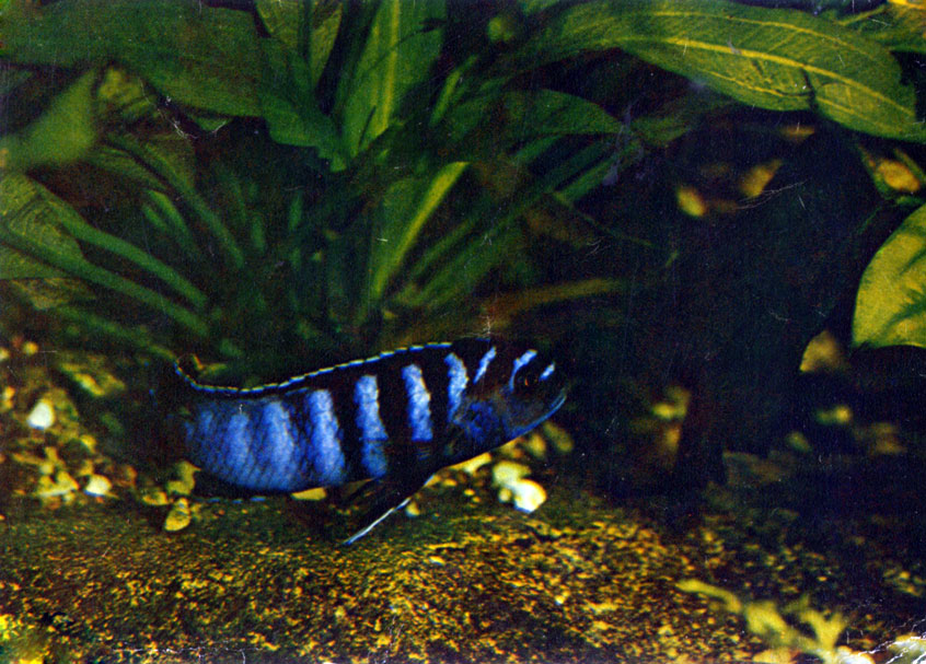 Малави 6. Pseudotropheus spec. 'М6'