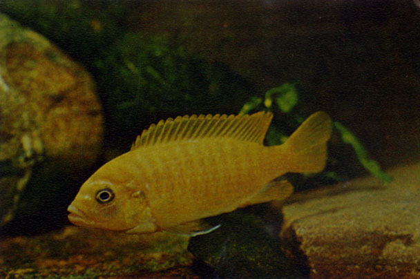 Ложная зебра Pseudotropheus spec. 'M12'