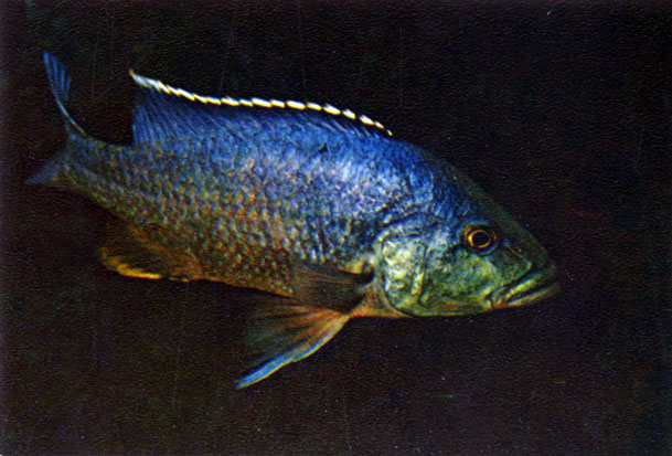 Хаплохромис ливингстона Haplochromis livingstonii (Guntlier, 1893)