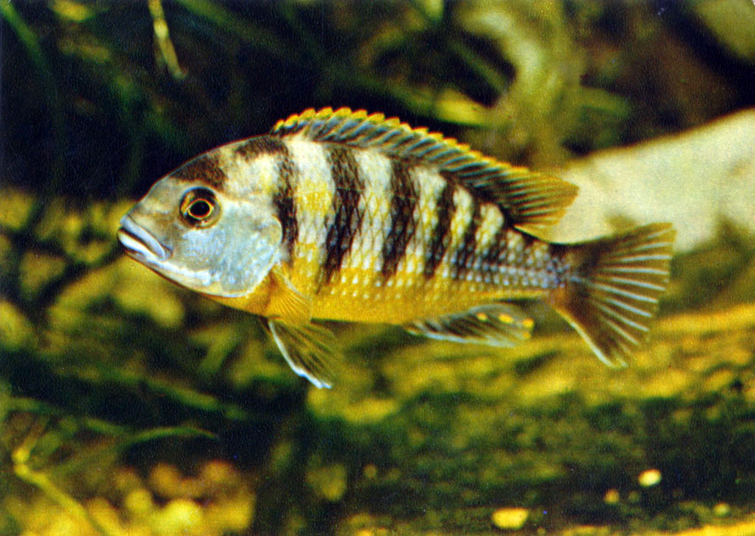 Псевдотрофеус ливингстона Pseudotropheus livingstonii (Boulenger, 1899)