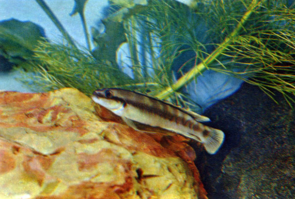 Тельматохромис стройный Telmatochromis bifrenatus (Myers, 1936)