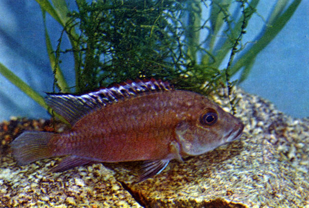 Хромидотиляпия кингслея Chromidotilapia kingsleyae (Boulenger, 1898)