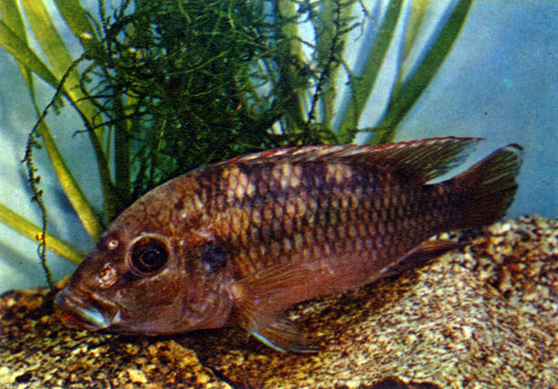 Хромидотиляпия кингслея Chromidotilapia kingsleyae (Boulenger, 1898)