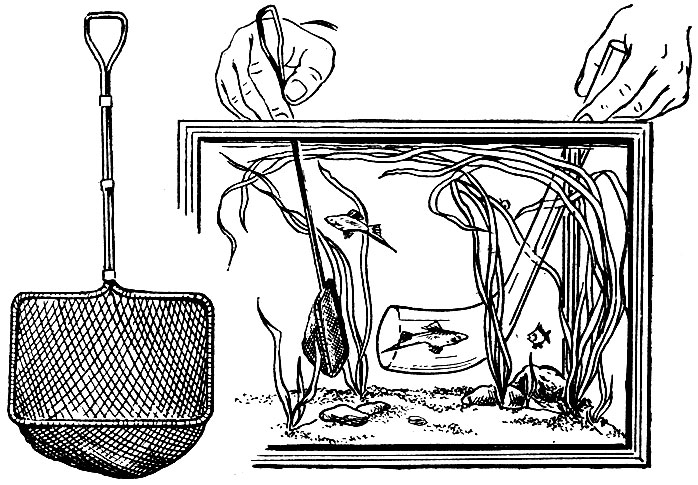 Ловля рыбы с помощью стеклянного 'сачка'