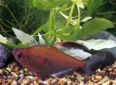 Рубростигма - Hyphessobrycon erythrostigma. Сем. Харациновые - Characidae