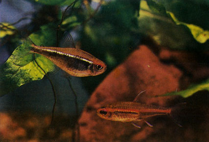 Черный неон - Hyphessobrycon herbertaxelrodi. Сем. Харациновые - Characidae