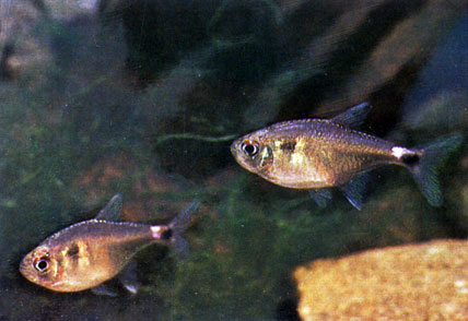 Фонарик - Hemigrammus ocellifer. Сем. Харациновые - Characidae