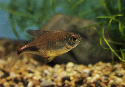 Пульхер - Hemigrammus pulcher. Сем. Харациновые - Characidae