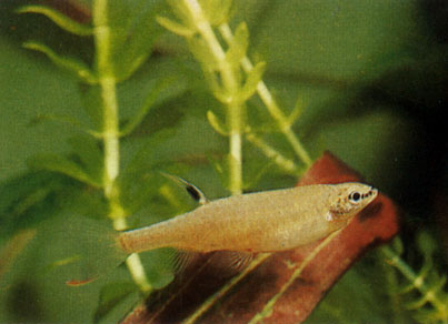 Копелла Арнольда - Copella arnoldi. Сем. Лебиасовые - Lebiasinidae