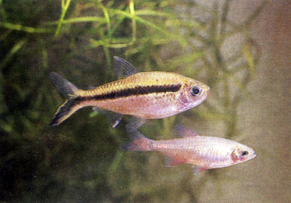 Тайерия - Thayeria boehlkei. Сем. Харациновые - Characidae