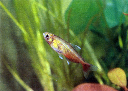 Рубиновый афиохаракс - Aphyocharax rathbuni. Сем. Харациновые - Characidae