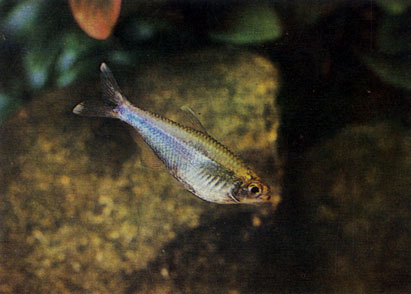 Голубая тетра - Boehlkea fredcochui. Сем. Харациновые - Characidae