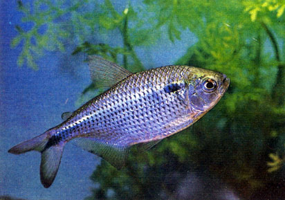 Двухпятнистый астианакс - Astyanax bimaculatus. Сем. Харациновые - Characidae