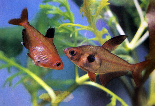 Красный фантом - Megalamphodus sweglesi. Сем. Харациновые - Characidae