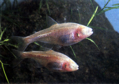 Двухпятнистый астианакс - Astyanax bimaculatus. Сем. Харациновые - Characidae