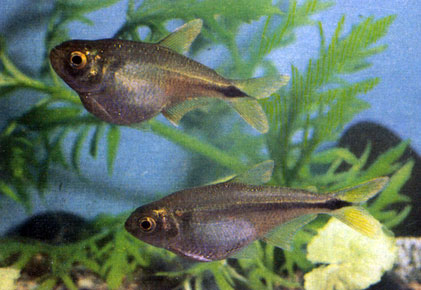 Полосатый астианакс - Astyanax fasciatus. Сем. Харациновые - Characidae