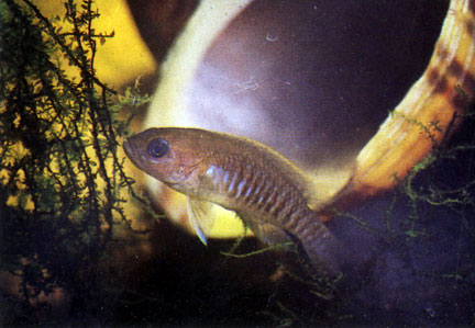 Лампрологус многополосый Lamprologus rnultifasciatus