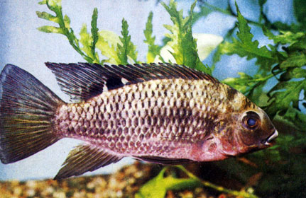 Тиляпия гвинейская Tilapia guineensis