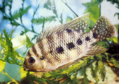 Тиляпия мэри Tilapia mariae