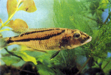 Аристохромис кристи Aristochromis christyi