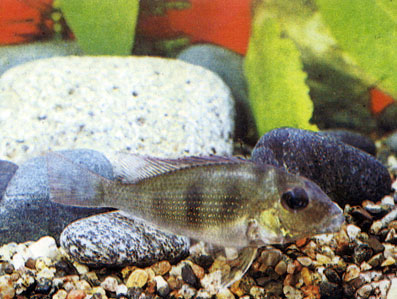 Геофагус суринамский Geophagus surinamensis