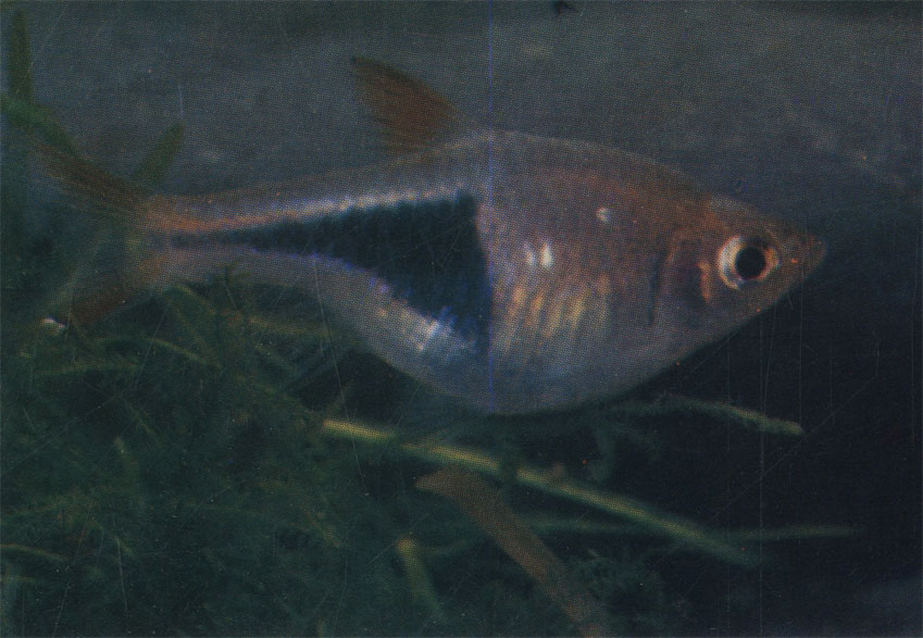 Клинопятнистая расбора. Rasbora heteromorpha. 4,5 см