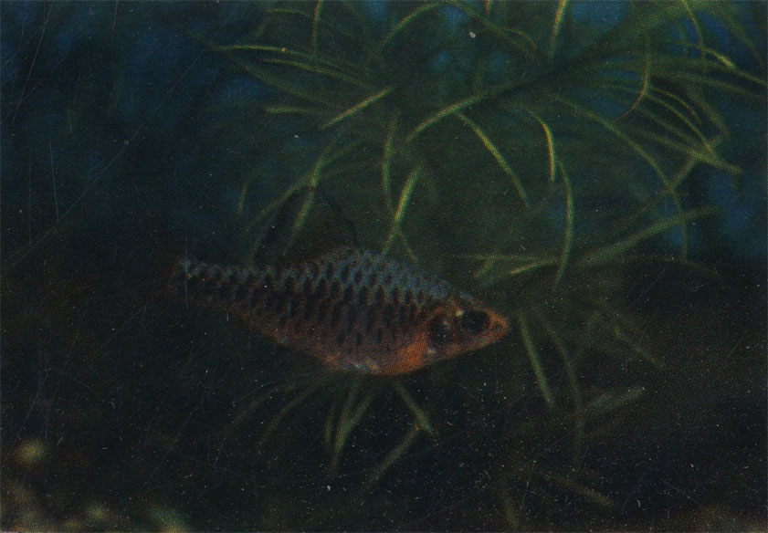 Островной усач, или барбус олиголепис. Barbus oligolepis. 5 см