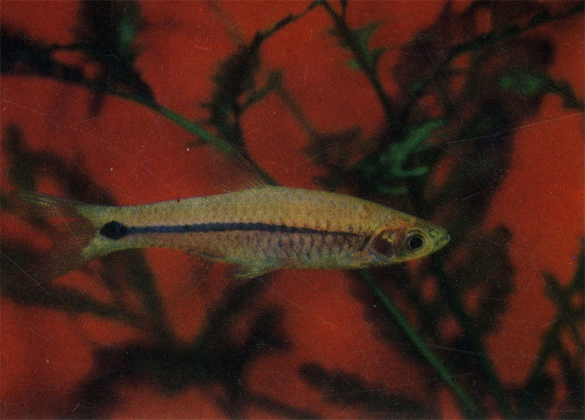 Суматранская расбора. Rasbora sumatrana. 10 - 19 см