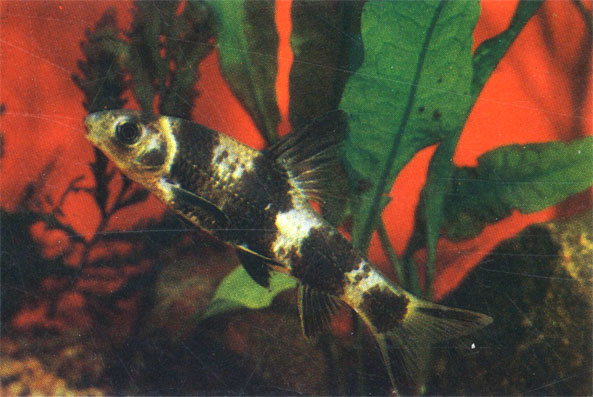 Пескарь-лень. Sarcocheilichthys sinensis lacustris. До 28 см