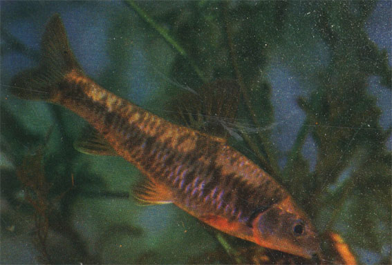 Пескарь-лень. Sarcocheilichthys sinensis lacustris. До 28 см