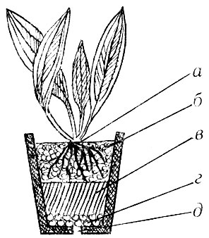 Рис. 15. Схема посадки растения в грунт:(а - точка рос га, б - верхний слой; в - питательный слой; г - дренаж; д - дренажное отверстие)